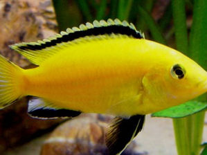Why African Cichlids?