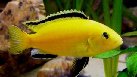 Why African Cichlids?