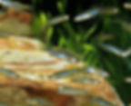 Danios