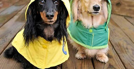 Rainy Season Dog Care: Tips for Keeping Your Canine Clean and Happy