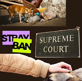 Supreme Court's Verdict on Strays: An Unworkable Cruel Mistake