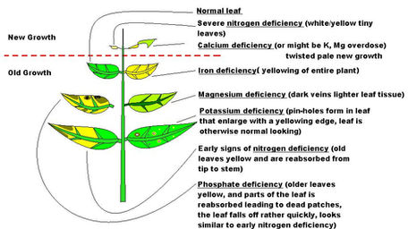 Why Macro Nutrients play a major role in a Planted Aquarium?