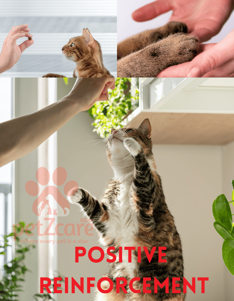positive reinforcement in pets