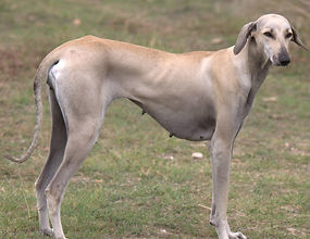 The Chippiparai Dog