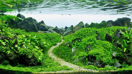 Every Breath you take - Nature Aquascaping