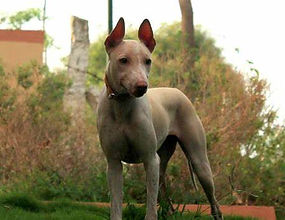 The Jonangi Dog