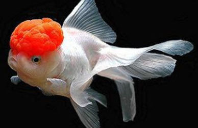 Oranda Goldfish
