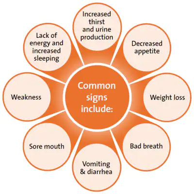 Signs of Kidney Disease in a Cat