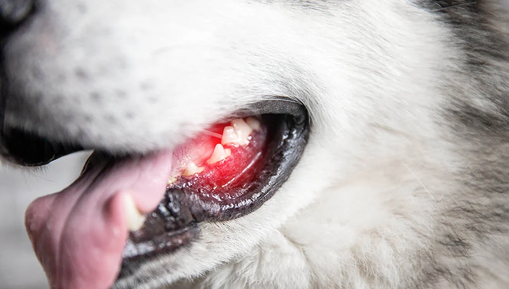 Bleeding Gums in Dogs