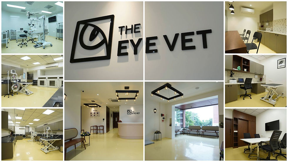 The Eye Vet - Hyderabad