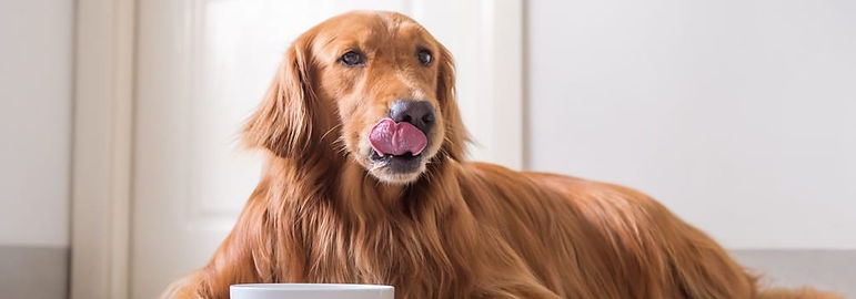 Importance-of-Antioxidants-for-Dogs-3.jpg