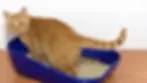 Have a litter tray