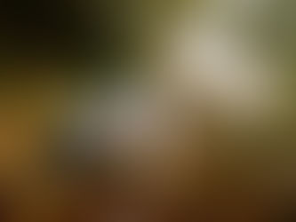 Truffle Hunting in Norcia: What Actually Happens at Dawn