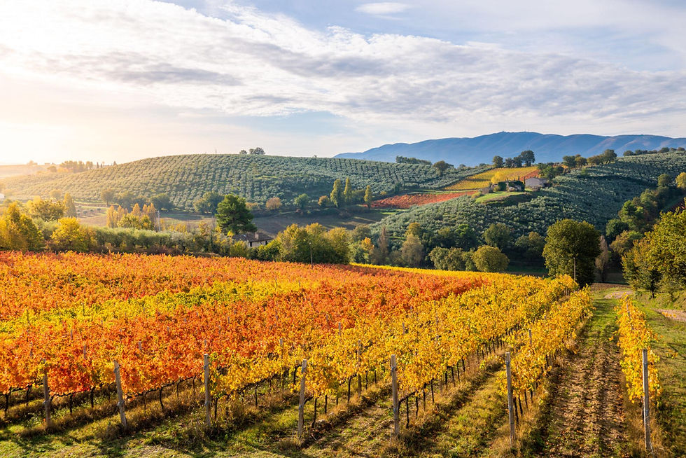 Sagrantino di Montefalco