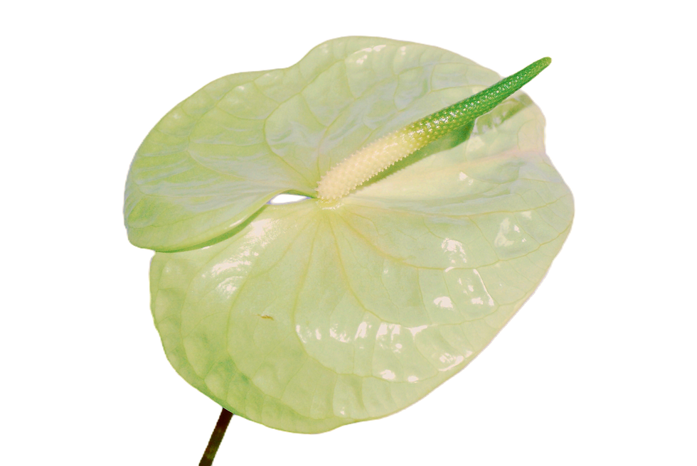 green leaf on white table_edited.png