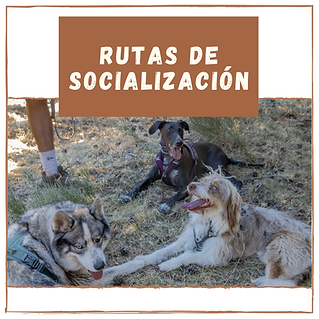 Servicios Web (6).png