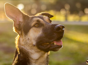 ASPECTOS A TENER EN CUENTA AL ELEGIR UN EDUCADOR CANINO