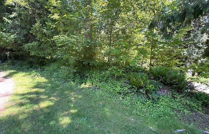 overgrown bed before.jpg