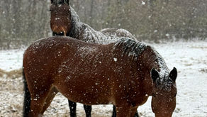 Winterproof: Zenhorse® Cares for Mustangs the Way Nature Intended