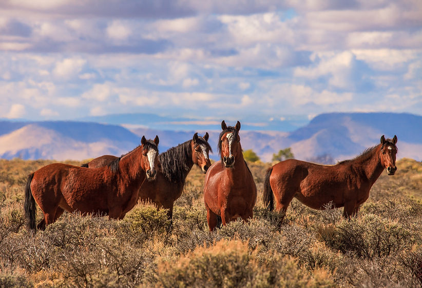 Four attentive wild mustangs standing in a sage field in the late afternoon fall golden li