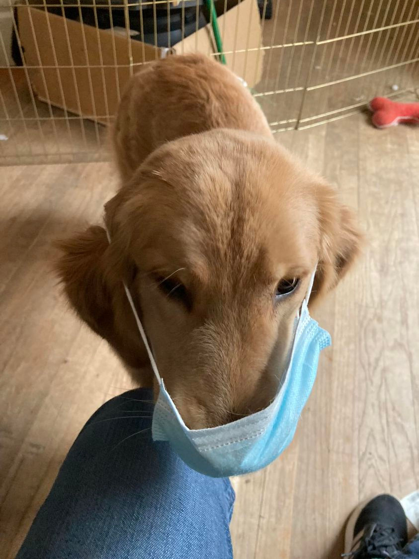 Bailey with mask