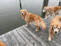 DOGS ON DOCK JAN 2022