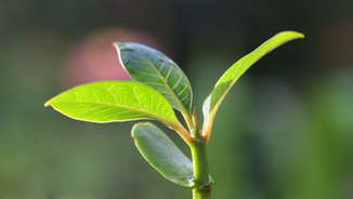 Gratitude for Growth