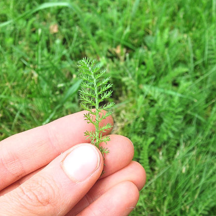 Wildkräuter - mehr BIO geht nicht!