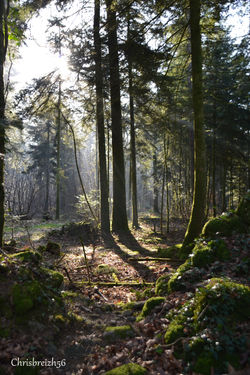 Forêt des Tours d'Elven