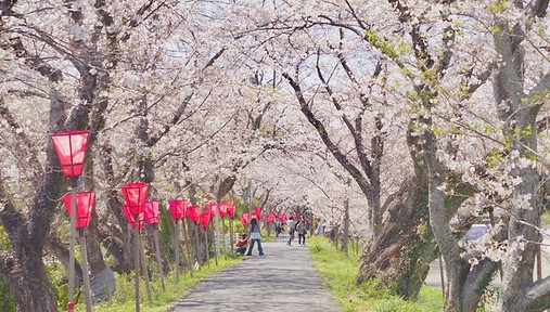 瀬戸川桜並木1(2026).JPG