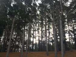 Pine Forrests.