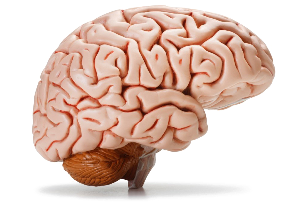 model of brain