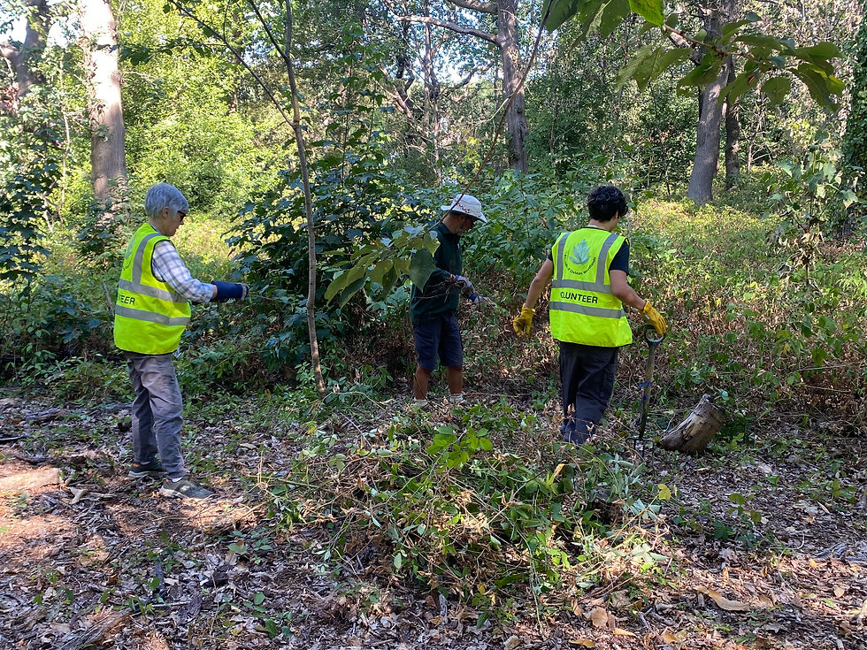 The 'arisings' remain in the woodland to rot down and provide cover for wildlife.