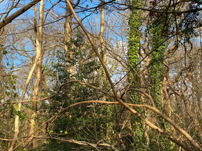 Woodland Conservation Group (Tuesdays)