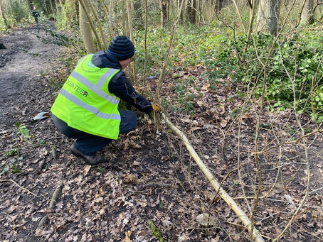 Woodland Conservation Group (Tuesdays)