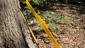 Woodland Conservation Group - Fridays