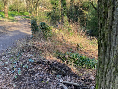 Woodland Conservation - SHWWP