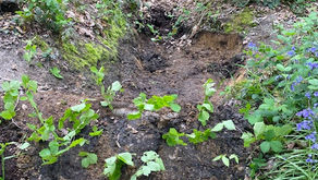 Woodland Conservation Group (Tuesdays)