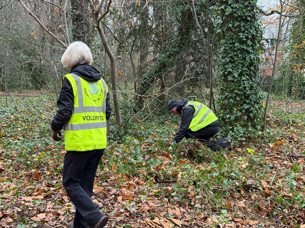 Making gaps in the ivy.