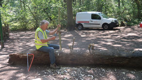 Woodland Conservation - SHWWP