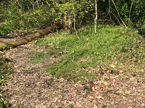 Woodland Conservation (Tuesdays)