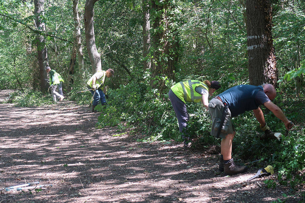 Dead hedging protects sensitive areas, acts as habitat and provides safe corridors for woodland creatures.