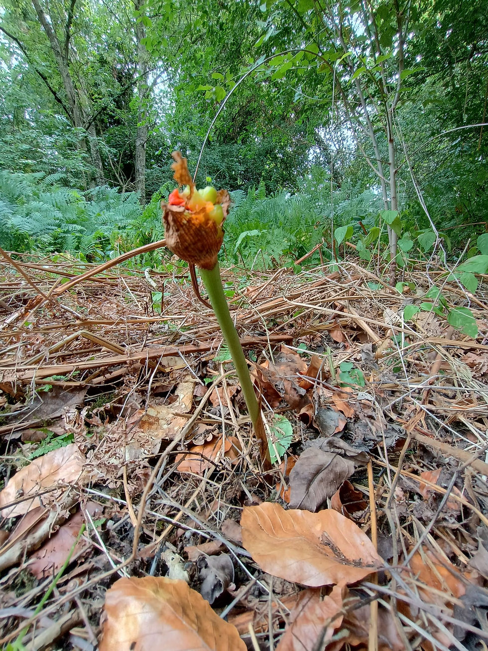 This Lords-and-Ladies plant was totally smothered by the bracken and very few other plants are growing at all.