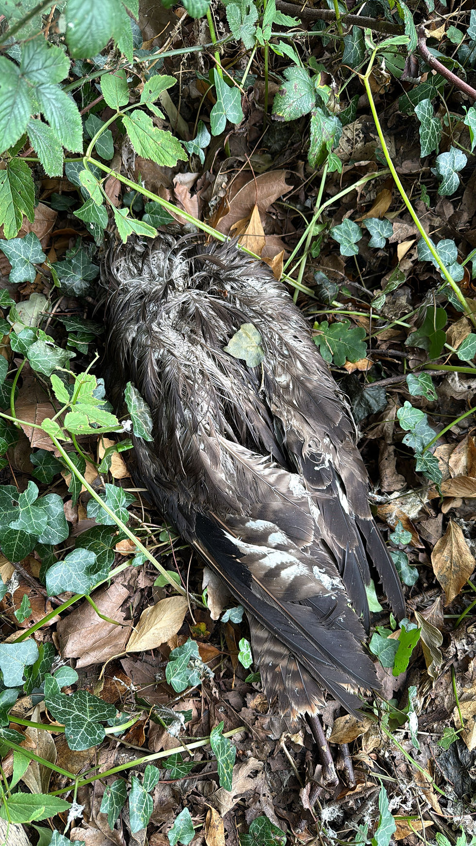 Sadly we discovered a dead buzzard but left it in place - decay is a vital part of the woodland ecology.