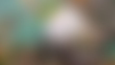 A great display of fungi seen in Eltham Common Wood