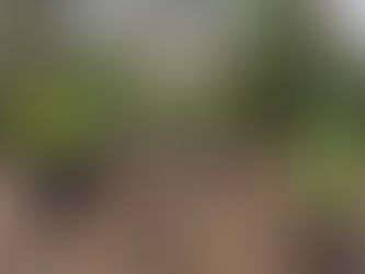 Woodland Conservation Group (Fridays)