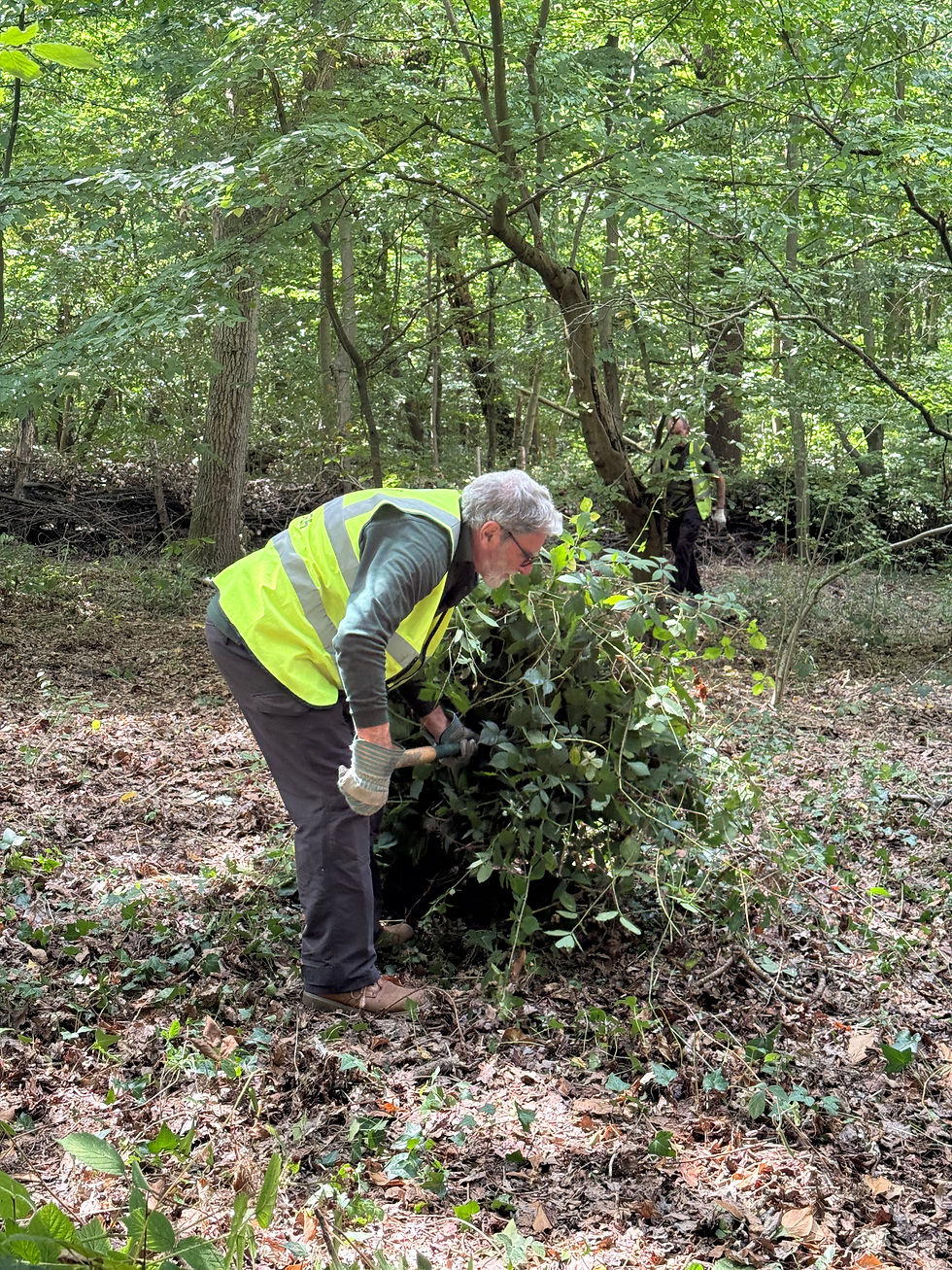 Clearing brambles from Oxleas bluebell area