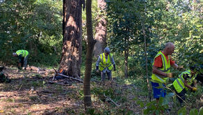 Woodland Conservation Group (Tuesdays)