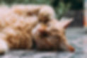 Cute cat sleeping