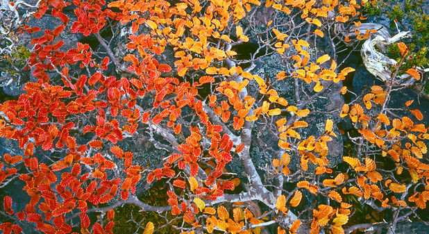 Yellow autumnal tree leaves turning red